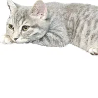 گربه اسکاتیش میکس سیلور تبی