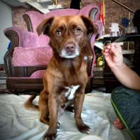 واگذاری سگ پاکوتاه نر