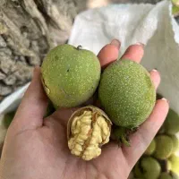 گردو تازه درجه یک