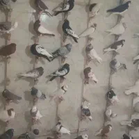 کبوتر سینه ای خوشرنگ کله ای