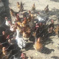 مرغ تخم گذار ۱میلیون