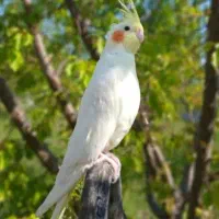 عروس هلندی گم شده
