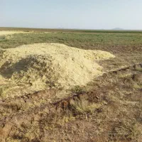 کاه جو