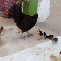 جوجه محلی