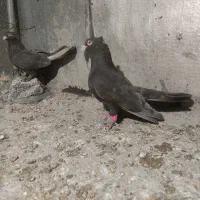 یک جفت قهویی نرو ماده