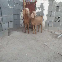 کهره نر