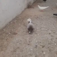 کبوتر