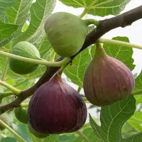 فروش نهال میوه و زینتی
