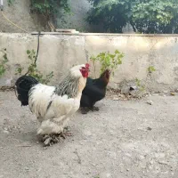 مرغ و خروس برهما