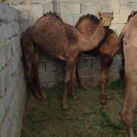 شتر