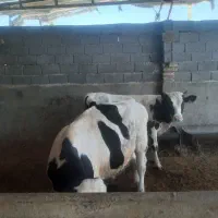 گوساله نر
