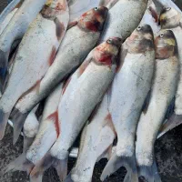 اهواز ماهی غزل شوشتر۲۲۰تومان