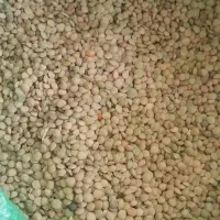 حدود صد و بیست کیلو عدس دیم پولکی بفروش می رسد
