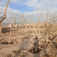 زمین-3-دونگی-بر-خیابان-22-متری-فاز-3-دادگستری