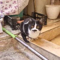 واگذاری رایگان گربه