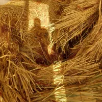 جارو مشهدی فرج