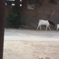 بز افقانی