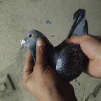 پرنده|پرنده|کاشان, کوچه باسکول|دیوار