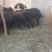 میش قره قزل و قزل افشاری جوان گوسفند