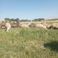چوپان