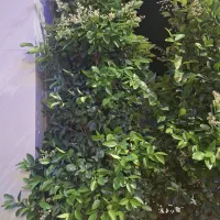 گل یاس هلندی