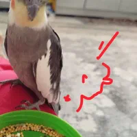 عروس هلندی گمشده