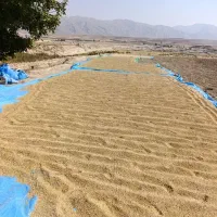 برنج و چلتوک کامفیروزی