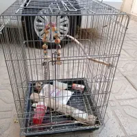 قفس پرنده
