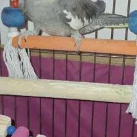 عروس هلندی ماده