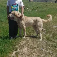 سگ عراقی ۳ ساله