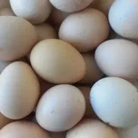 تخم مرغ محلی