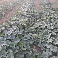 خیار بستان تازه