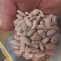 فروش لوبیا سفید درجه یک
