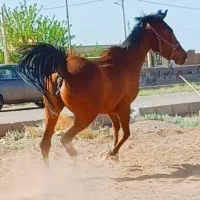 اسب مادیان کره تیام لرستان ا
