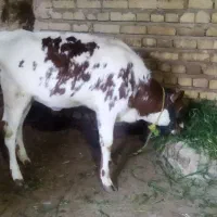 گاو شیری لکی 8کیلو شیر