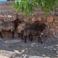 ۴ عدد قوچ کردی جوان بشرت تیز رانی