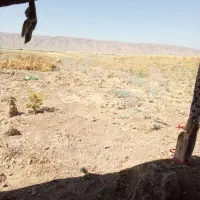کاه نخود