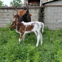 گاو شاه گاووگوساله ماده چالوسی