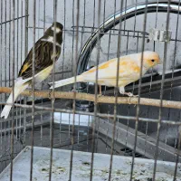 قناری ماده جفتی سهره و گلبسر