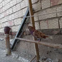 سرور خال خرمایی نر درجه یک