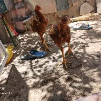 خروس لاری