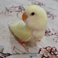 جوجه سرلاکی کوتوله