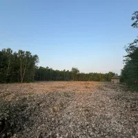 ۷۷۰۰ متر باغات مناسب برای کاشت صنوبر املاک صاد
