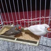 یک جفت فنج نر و ماده
