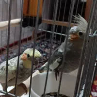 عروس هلندی نروماده