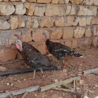 بوقلمون ماده