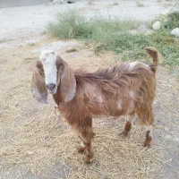 کهره نر