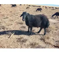 شیشک همو