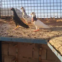 سه تا کبوتر آرتیست