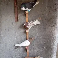 کفتر پرشی و قلدور